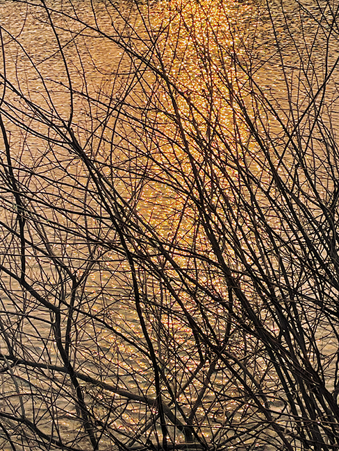 The reflection of the branches in the sunrise sunlight