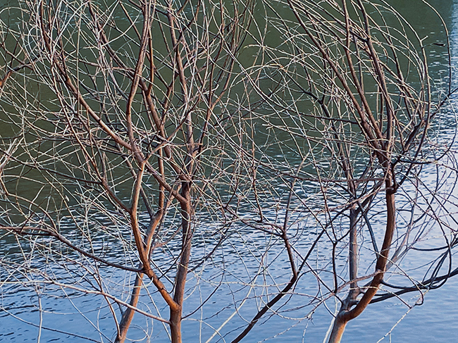 The reflection of the branches in the sunrise sunlight