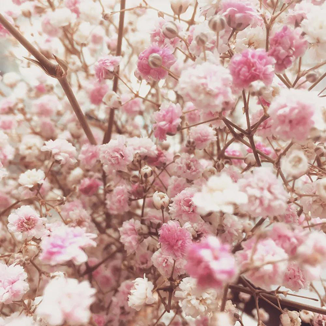 flower photos