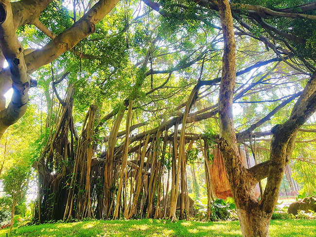 tree photography summer