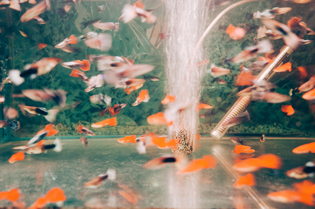 fishes 鱼群养鱼