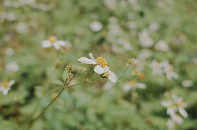 flower photography photos dailylife