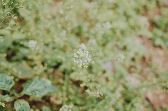 flower photography photos dailylife