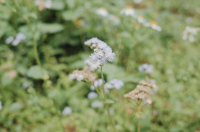 flower photography photos dailylife