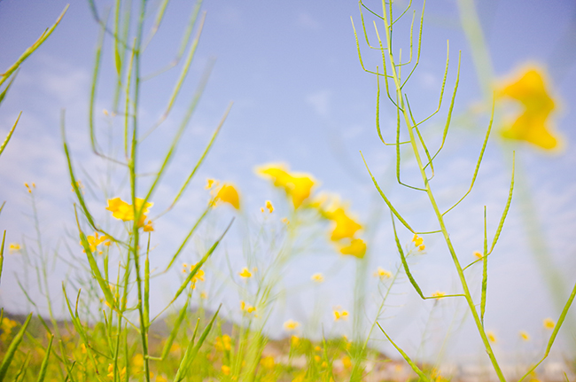 #鲜花 #一束花的浪漫 #每周一花 #鲜花分享 #贩卖美好 #今日限定浪漫 #花 #浪漫惊喜 #浪漫生活记录 #生活中的小美好