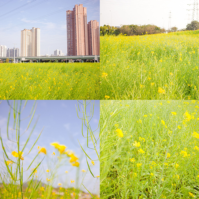 #鲜花 #一束花的浪漫 #每周一花 #鲜花分享 #贩卖美好 #今日限定浪漫 #花 #浪漫惊喜 #浪漫生活记录 #生活中的小美好